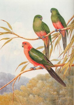花 鳥 Painting - オーストラリア王オウム鳥
